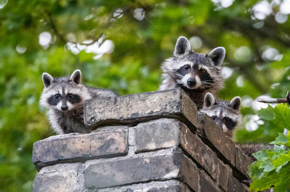 Three raccoons on a gray brick chimney top in Frisco, Texas, highlighting the need for animal removal services.