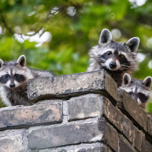 Three raccoons inside a chimney, highlighting the importance of preventing wildlife from nesting in Dallas homes.