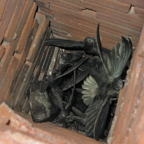 Nest inside a red brick chimney in Dallas, Texas, emphasizing the need for chimney animal removal, cleaning, and cap installation.