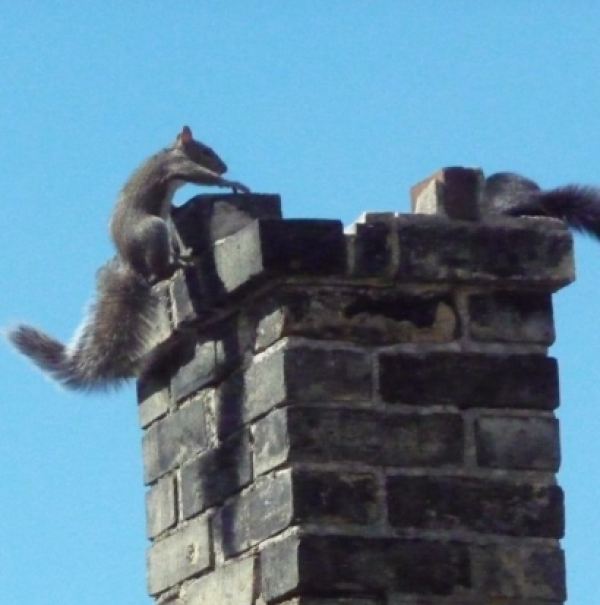 Two squirrels attempting to enter a gray brick chimney in Dallas, Texas, emphasizing the importance of chimney animal removal and the need for a custom chimney cap.