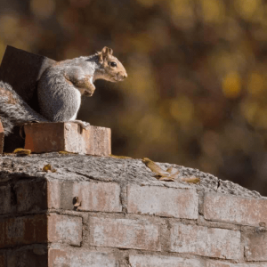 Chimney Cap Installation Services in Richardson, Texas Squirrel on a chimney top without a cap in Richardson, Texas, highlighting the need for chimney cap installation.